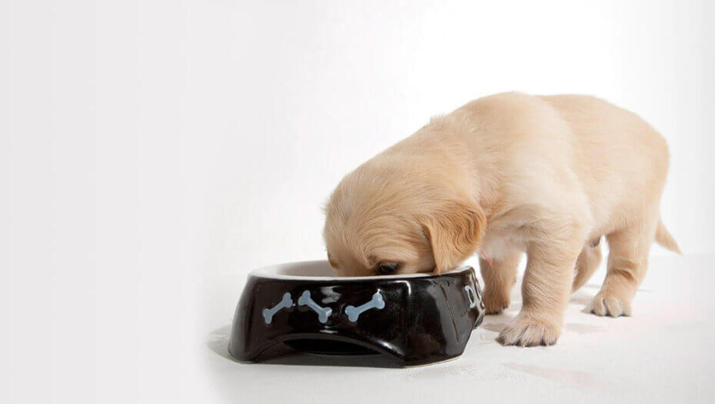 Puppy Eating