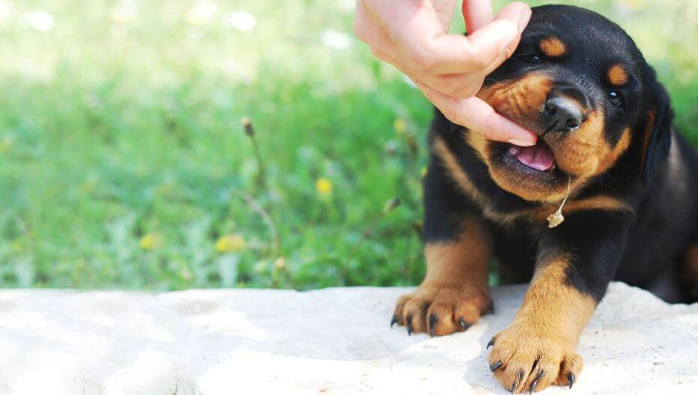 choose puppy 2