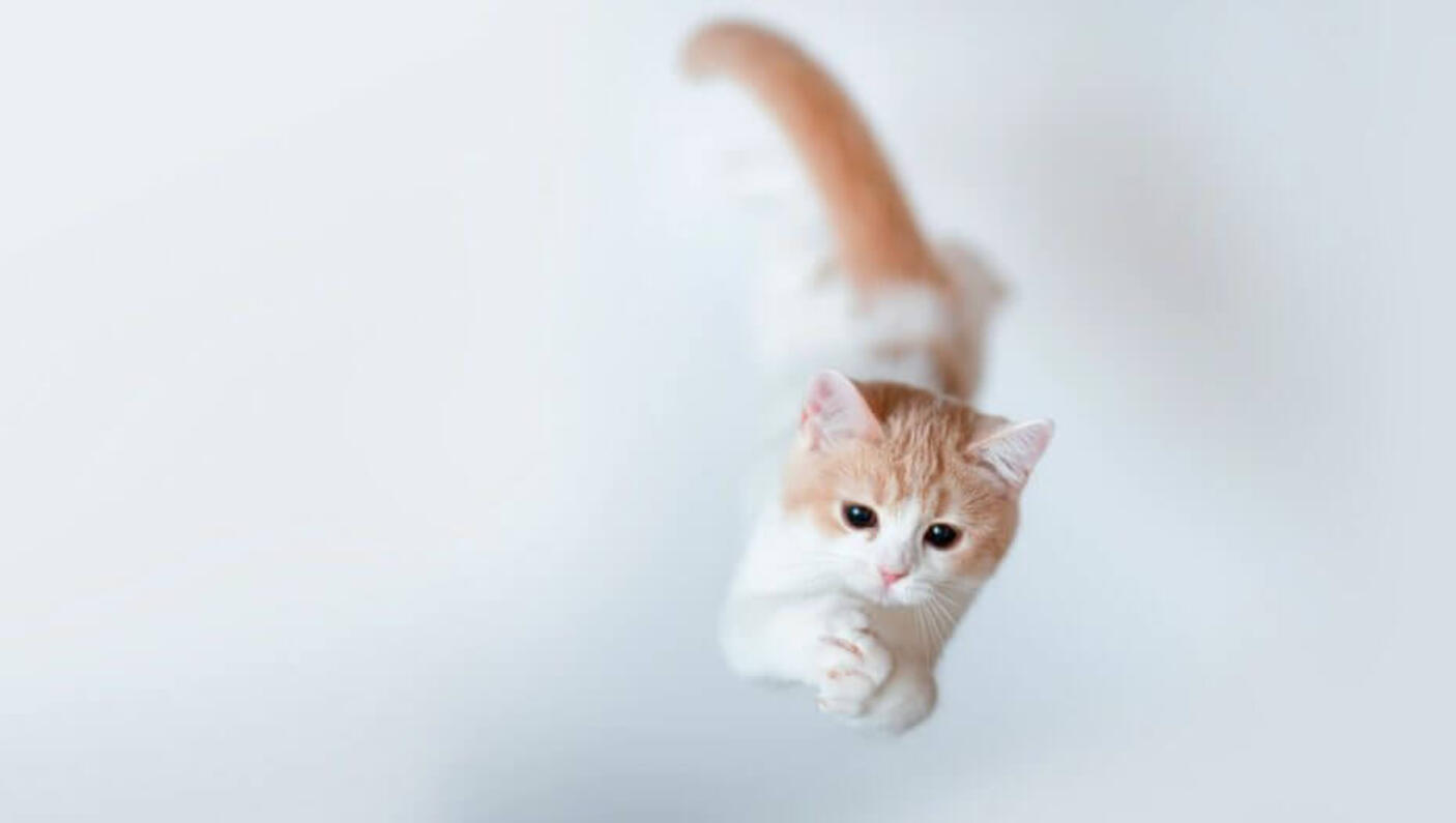 exercise cat 2