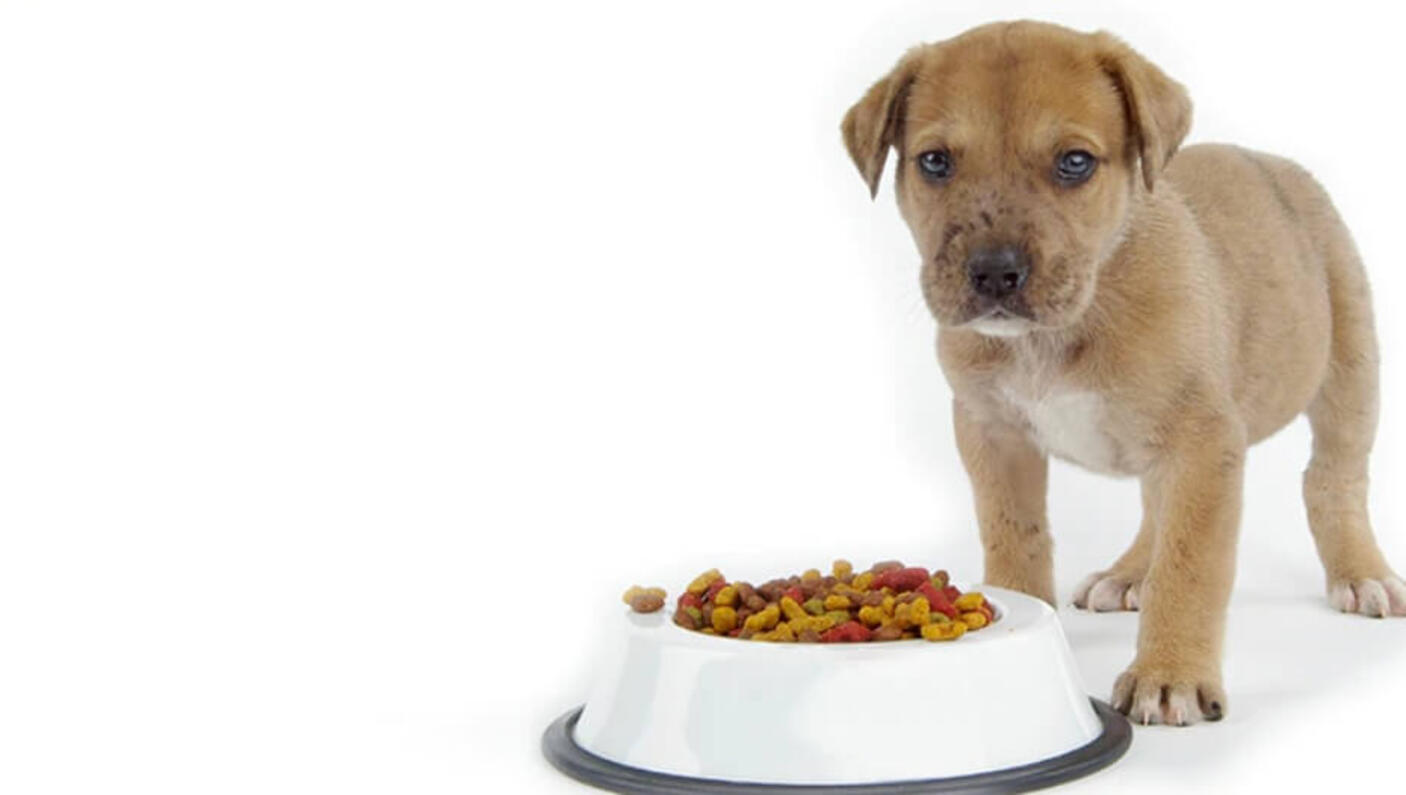 feeding puppies 3