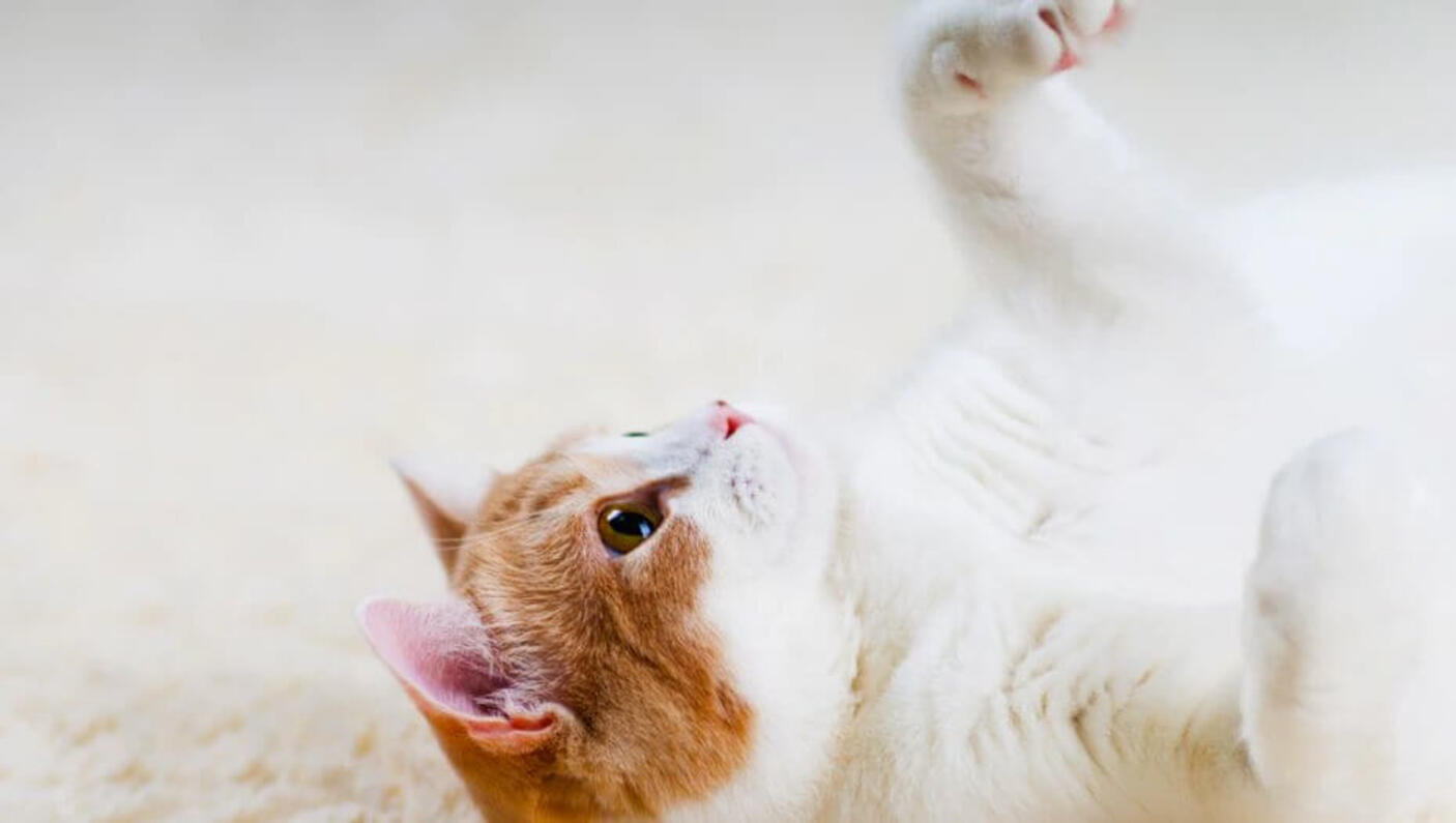 training cat 1