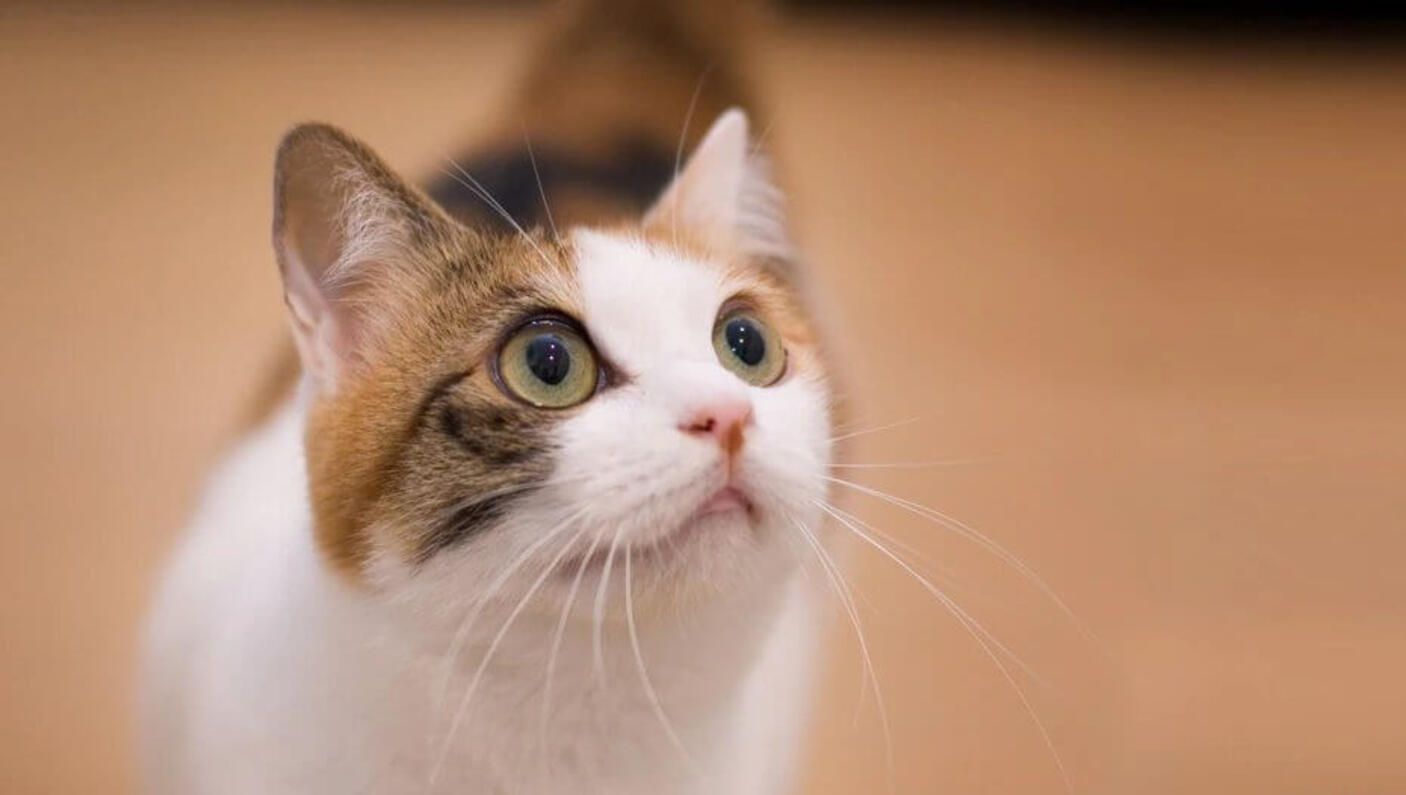 your cat behaviour 1