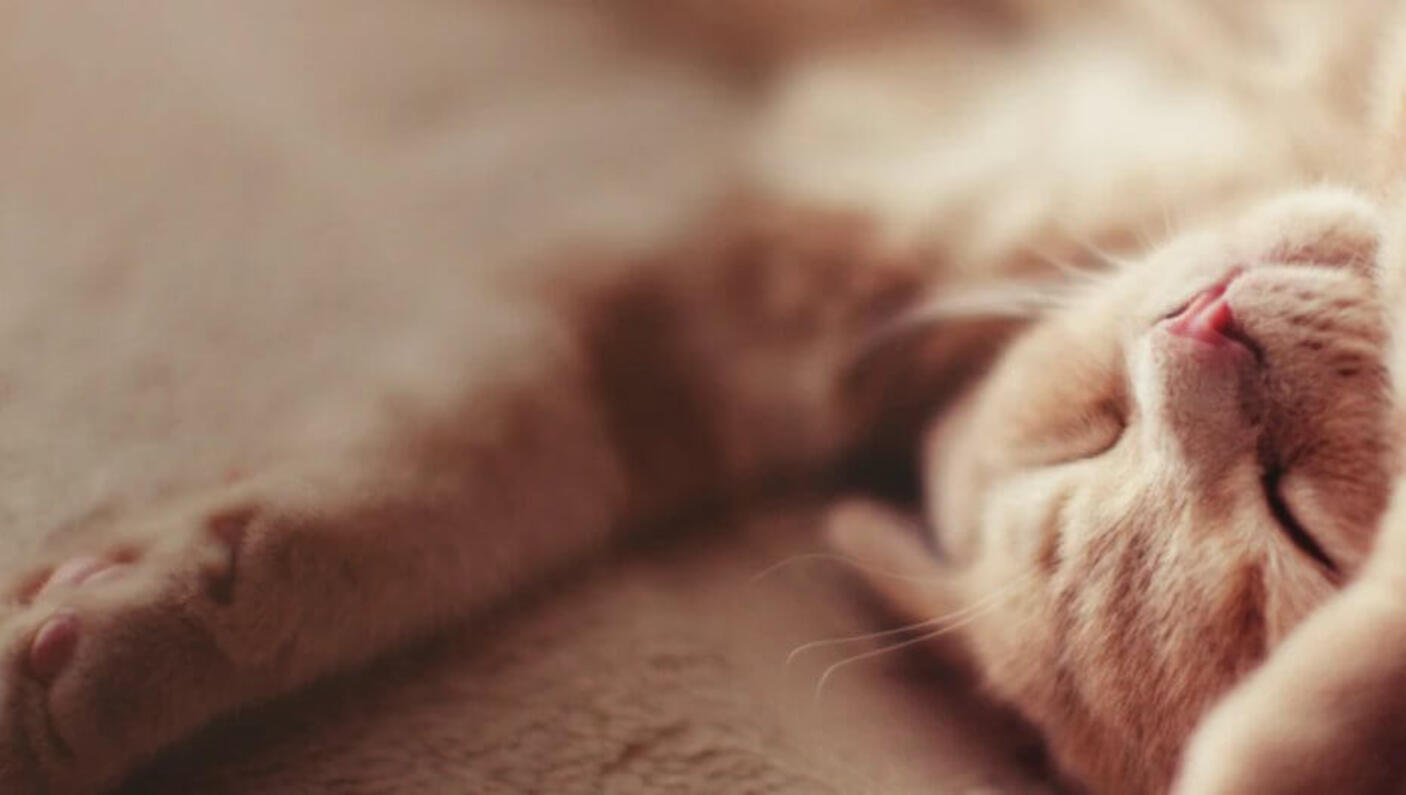your cat behaviour 2
