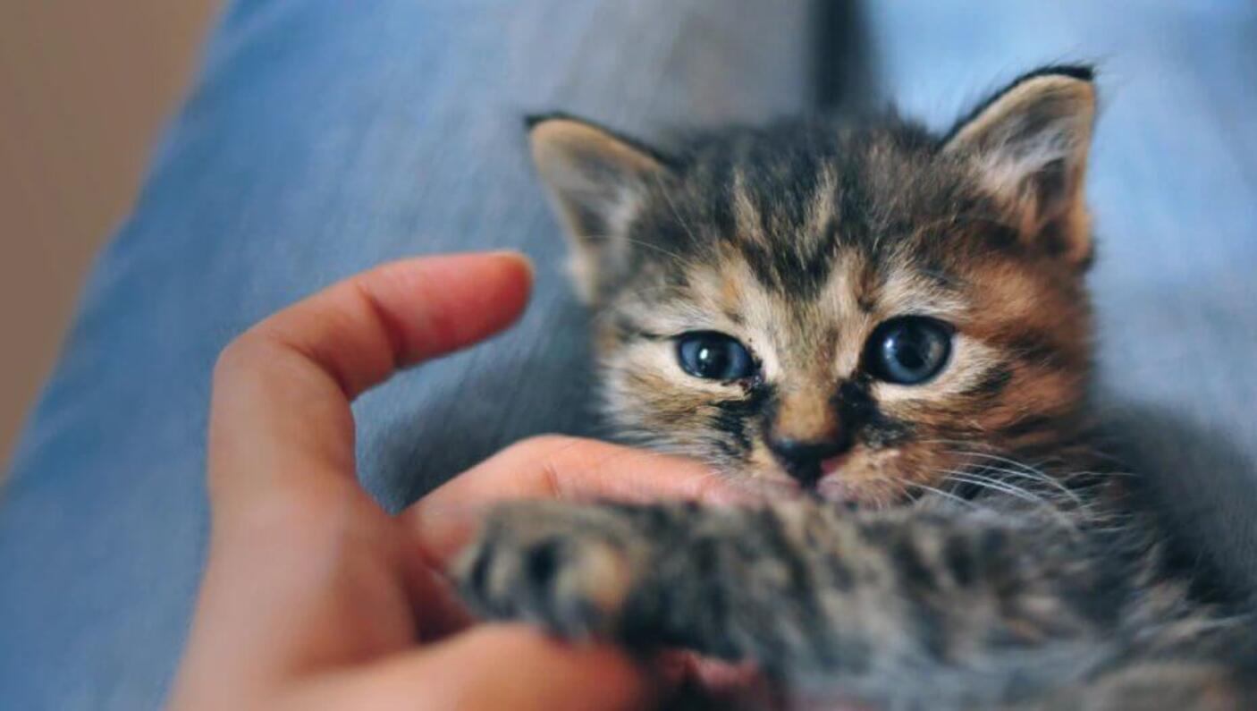 your cat behaviour 3