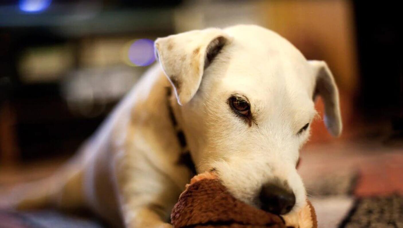 your dogs behaviour 1