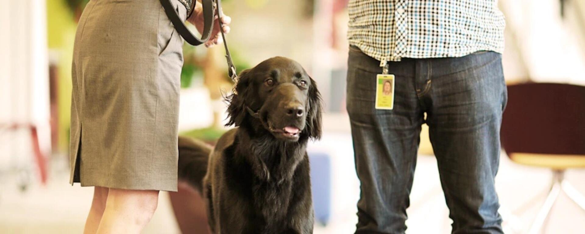 3 Etiquette Rules for Bringing Pets to Work