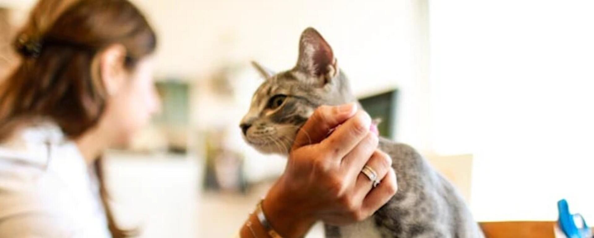 PetsAtWork_Cat-Desk_Pet-Friendly-Workplace