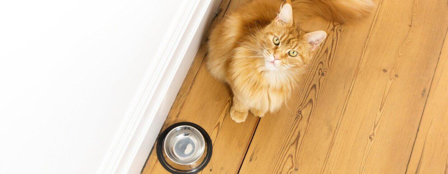 5 Tips to Improve Your Cat's Gut Health