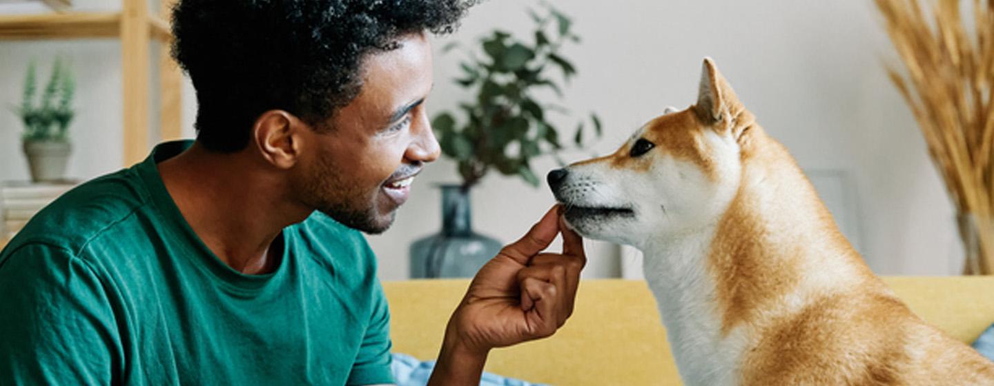 Dog being fed by owner