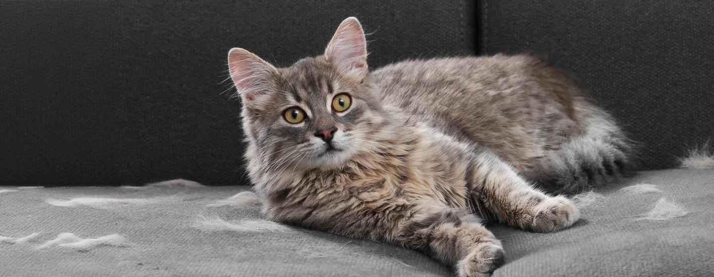 Hair Loss in Cats
