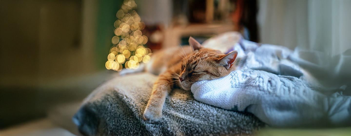 Putting Your Cat to Sleep