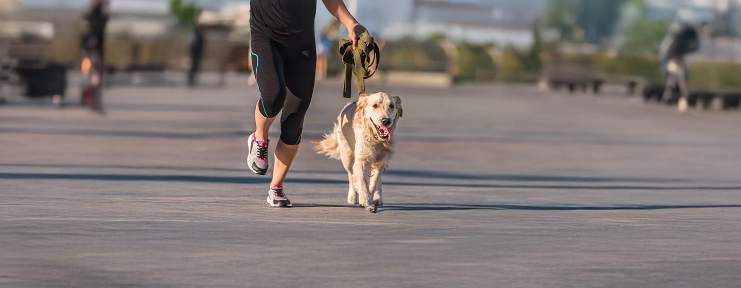 Running With Your Dog