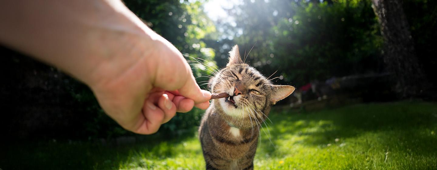 Snacks and Treats for Your Cat