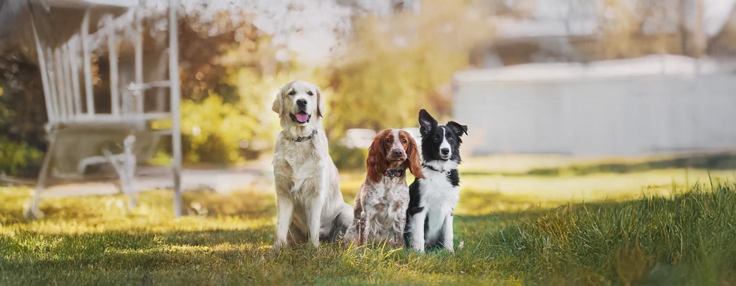 The Nation's Favourite Dog Names