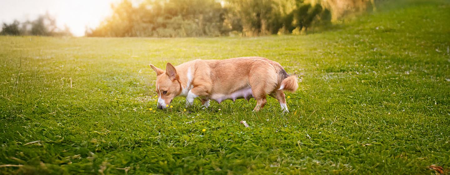 Top Tips for a Healthy Dog Pregnancy