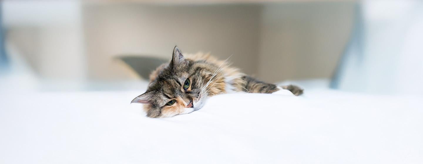 Unusual Cat Illness Symptoms To Watch Out For