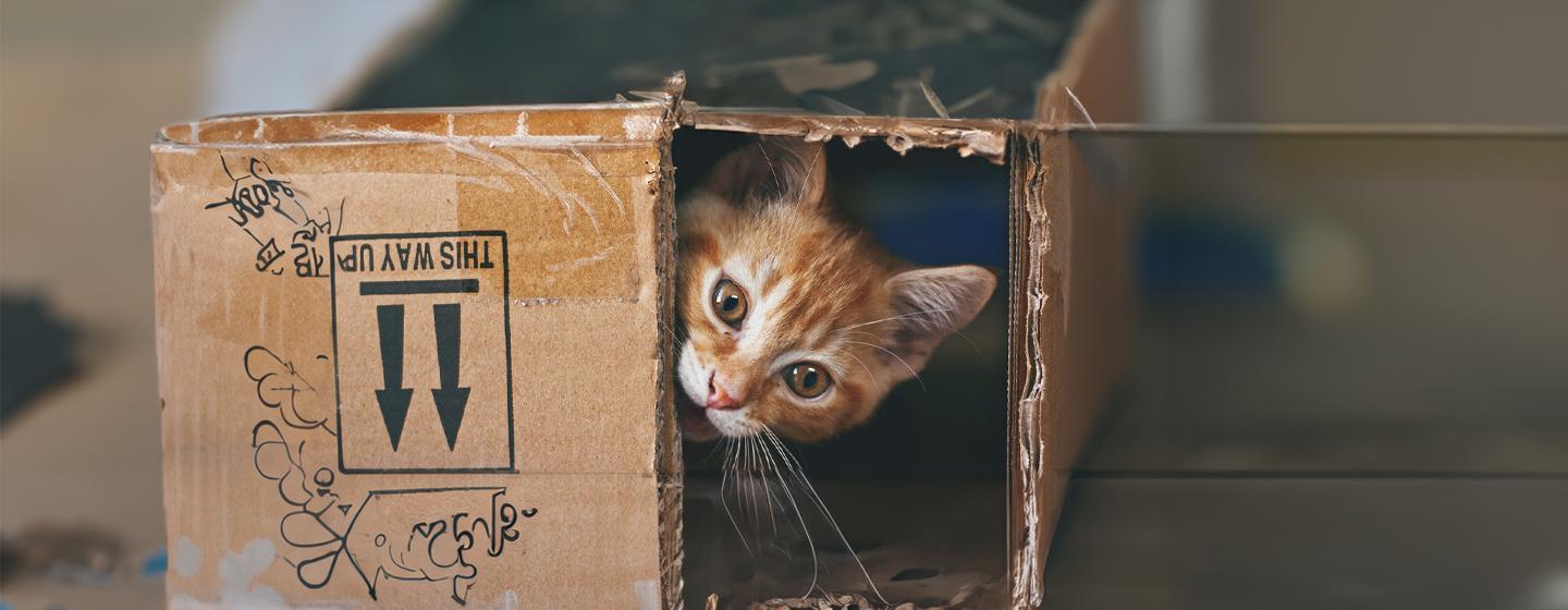 Mental Stimulation for Your Indoor Cat