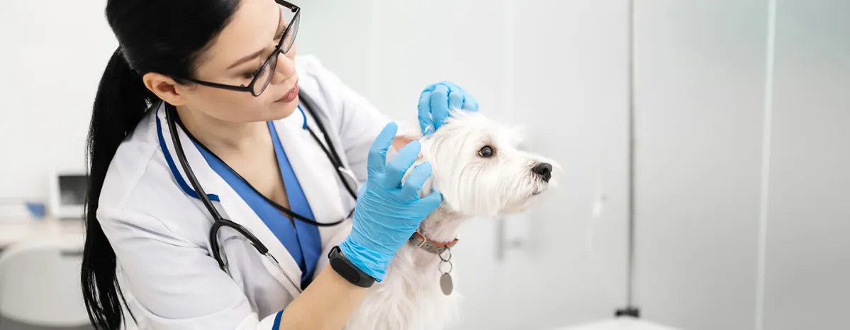 Ear mites