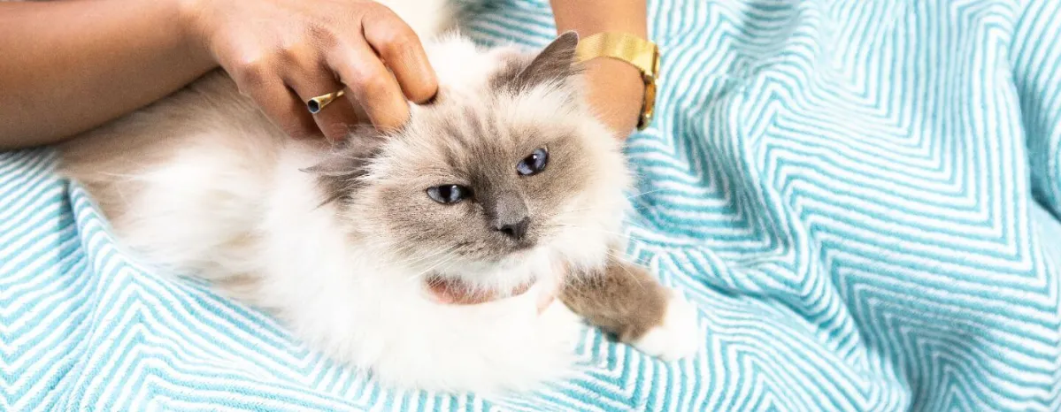 Diabetes in Cats
