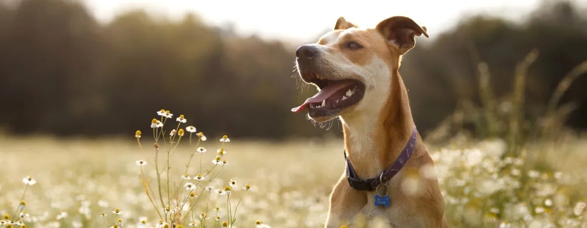 Dog Allergies Symptoms,Triggers and Treatment