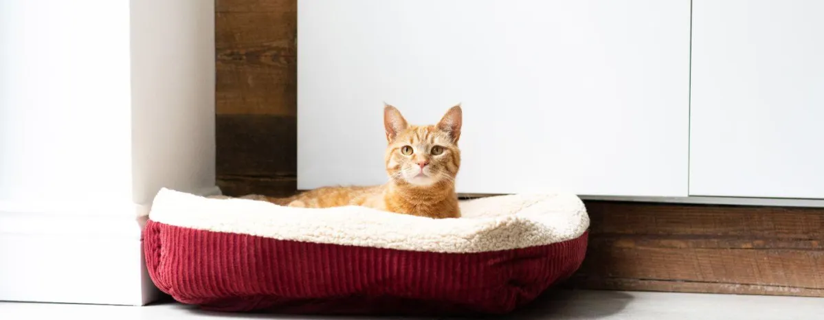 FIV in cats