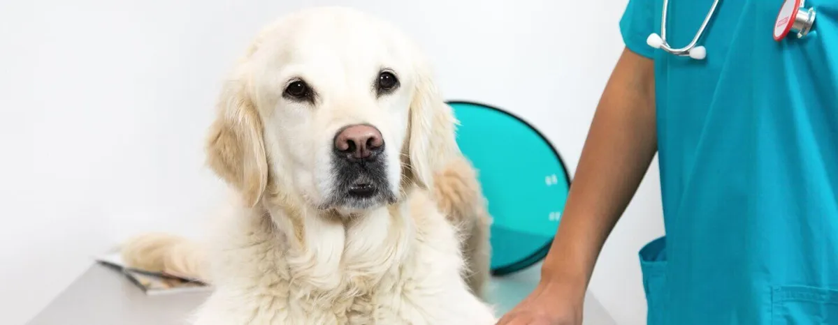 Gastroenteritis in Dogs Symptoms and Treatment