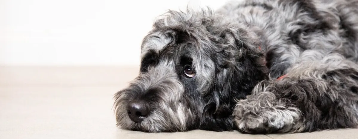 Helping Your Puppy with Puppy Diarrhoea