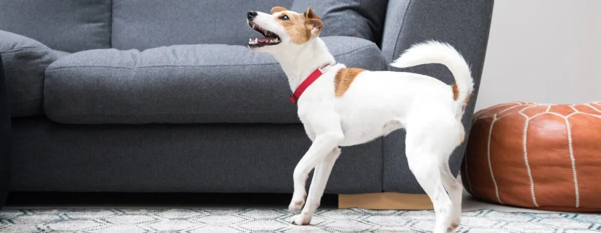How to Deal with Excessive Dog Barking
