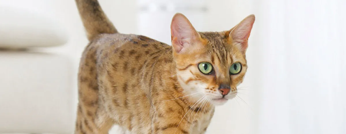 Understanding Cat Spraying and Marking