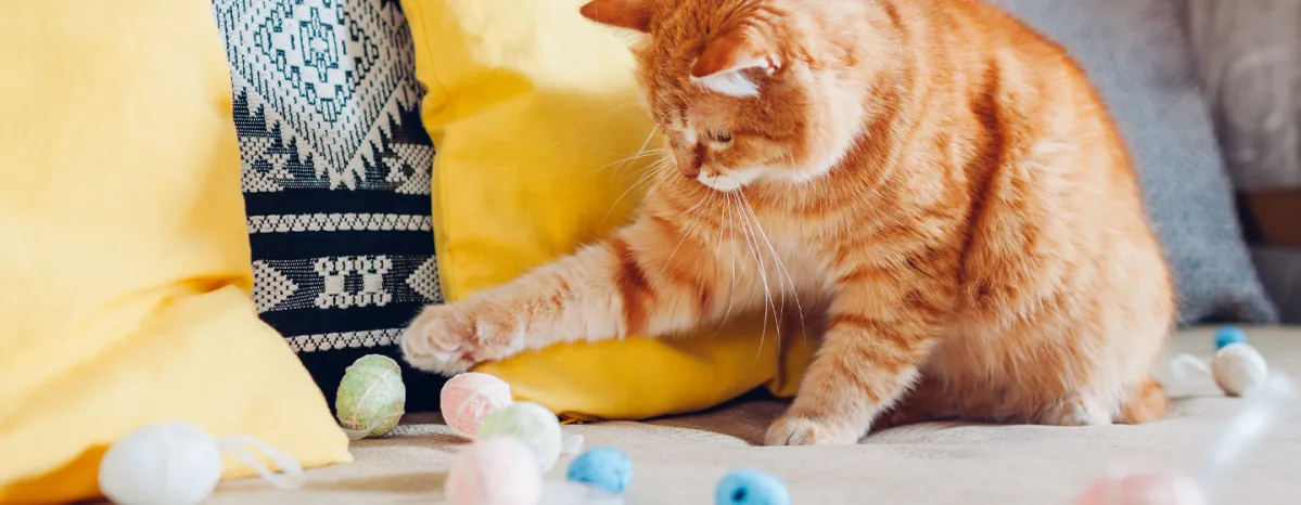 Cat playing