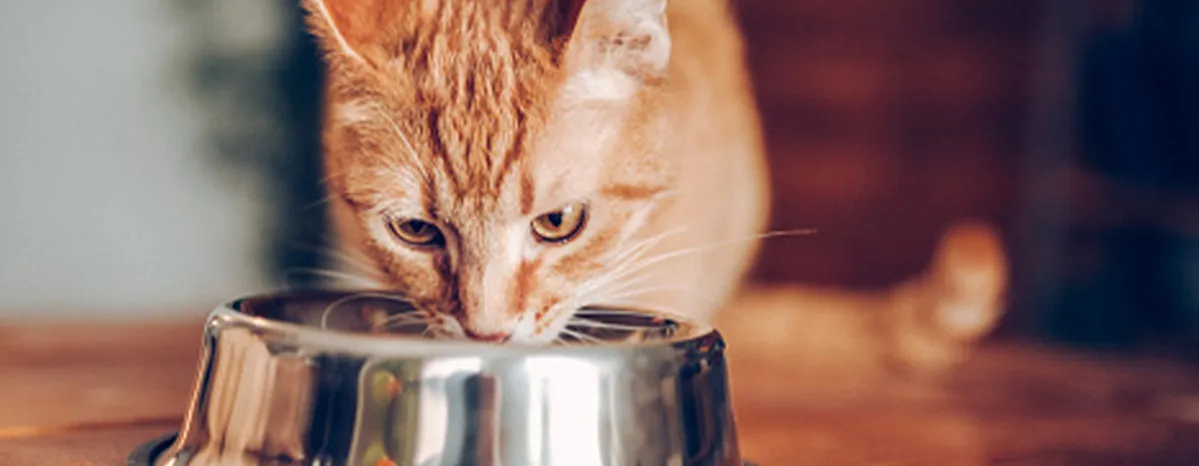 Cat feeding