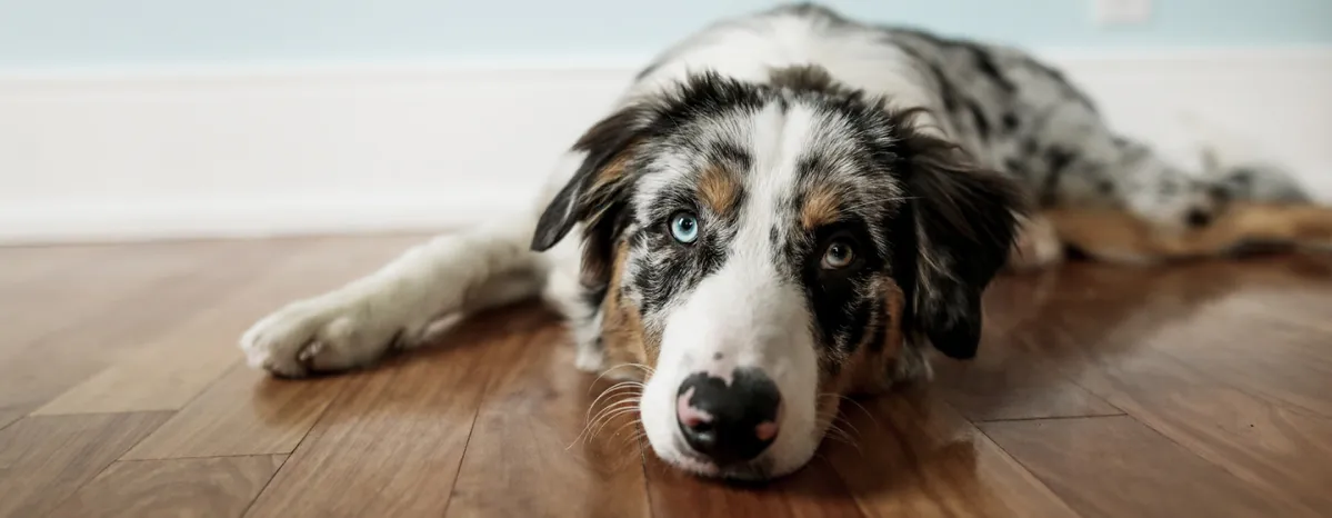 Dog laying down