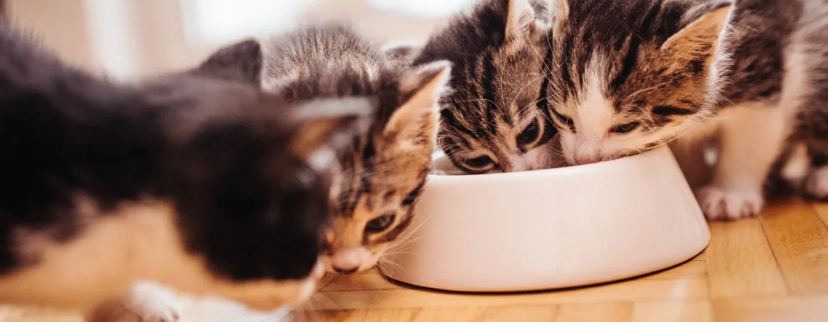Kitten feeding
