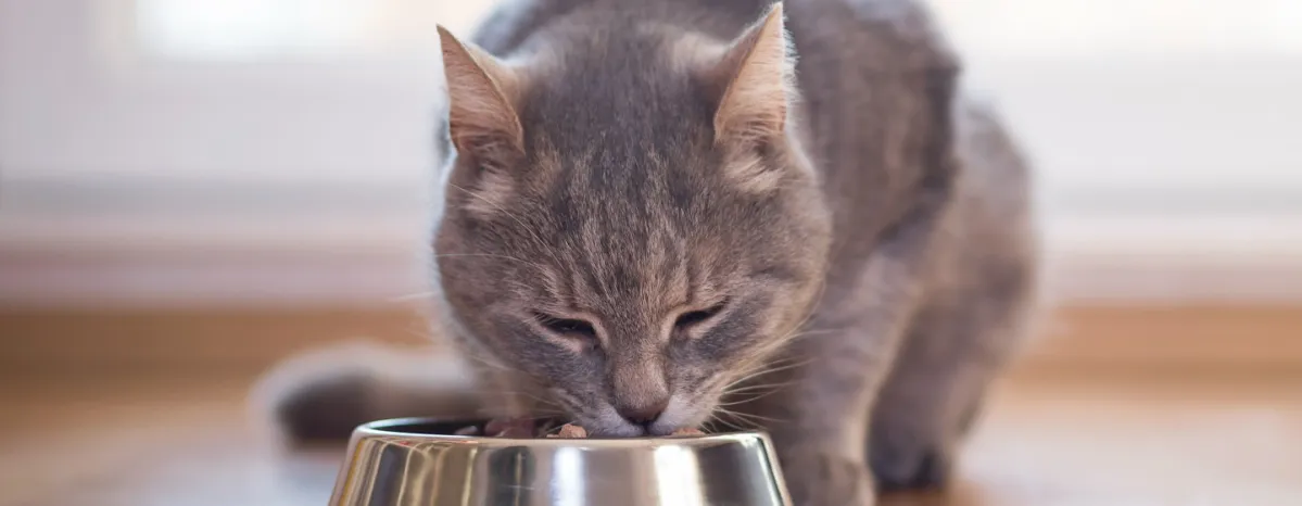 Cat feeding