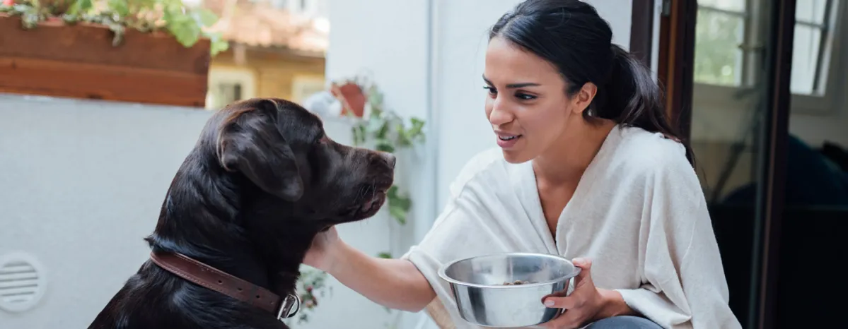 Dog being pet by owner