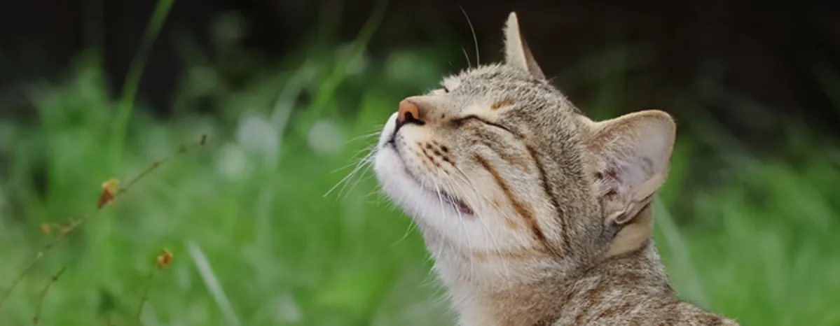 Cat in the grass