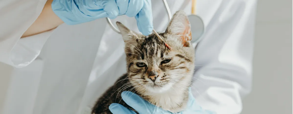 Cat check up