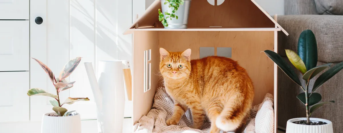 Cat in a box