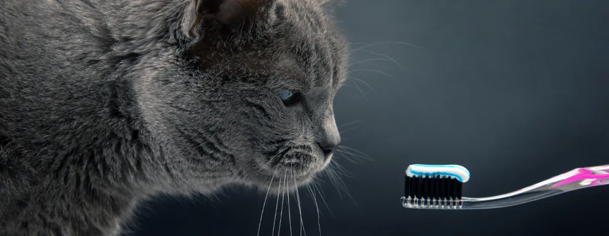 Cat staring at a toothbrush