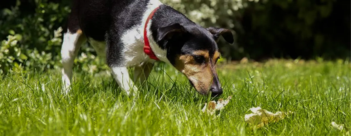 All About Dog Poop