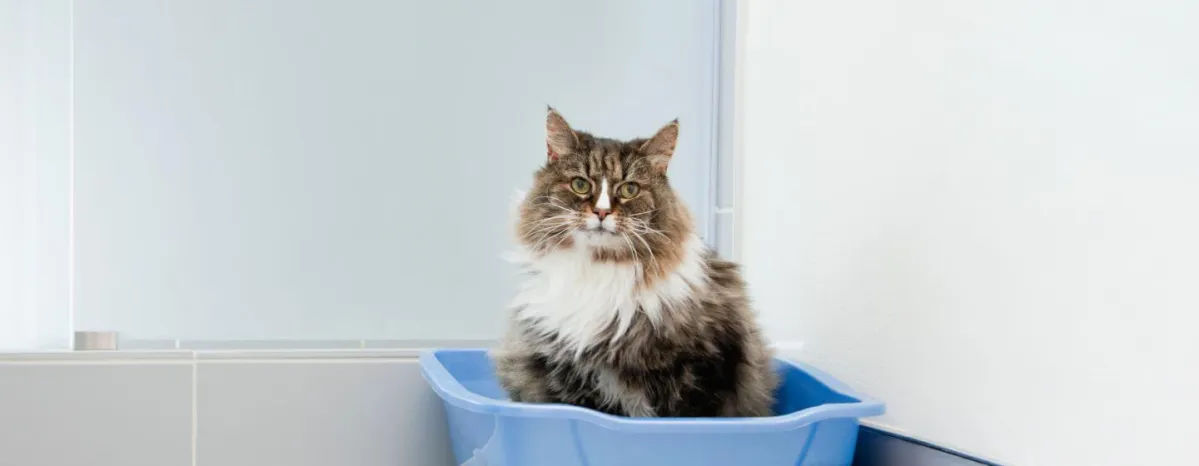 Cat Constipation - Symptoms, Causes And Treatment