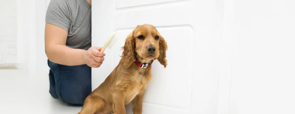 Puppy Grooming and Brushing Basics