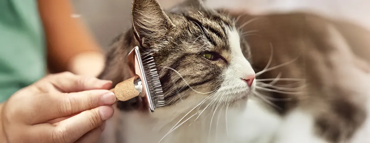 Simple Ways to Manage Cat Allergens at Home