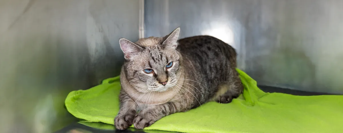 Arthritis in Cats