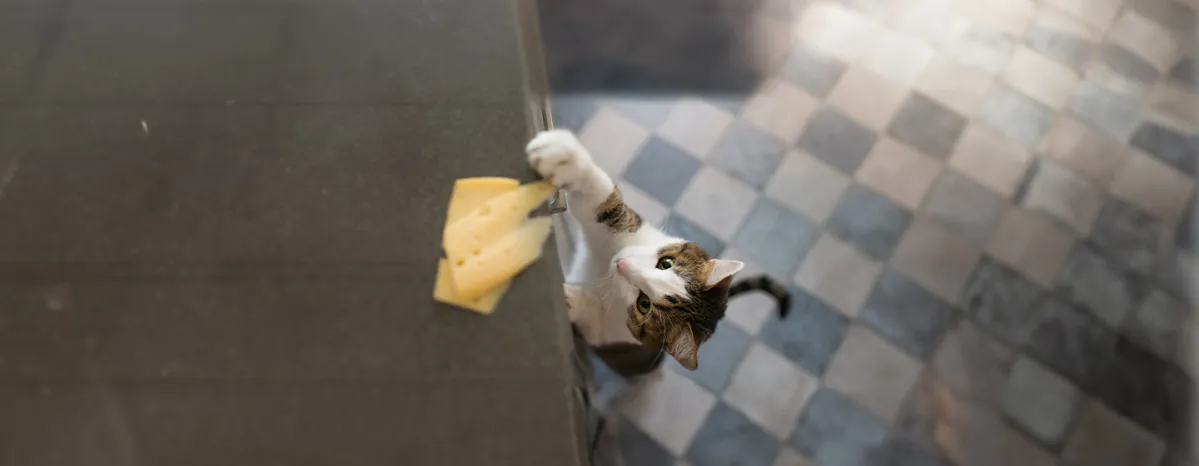 Can Cats Eat Cheese