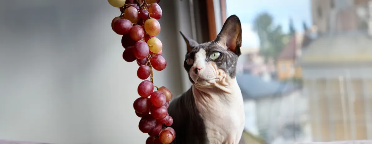 Can Cats Eat Grapes