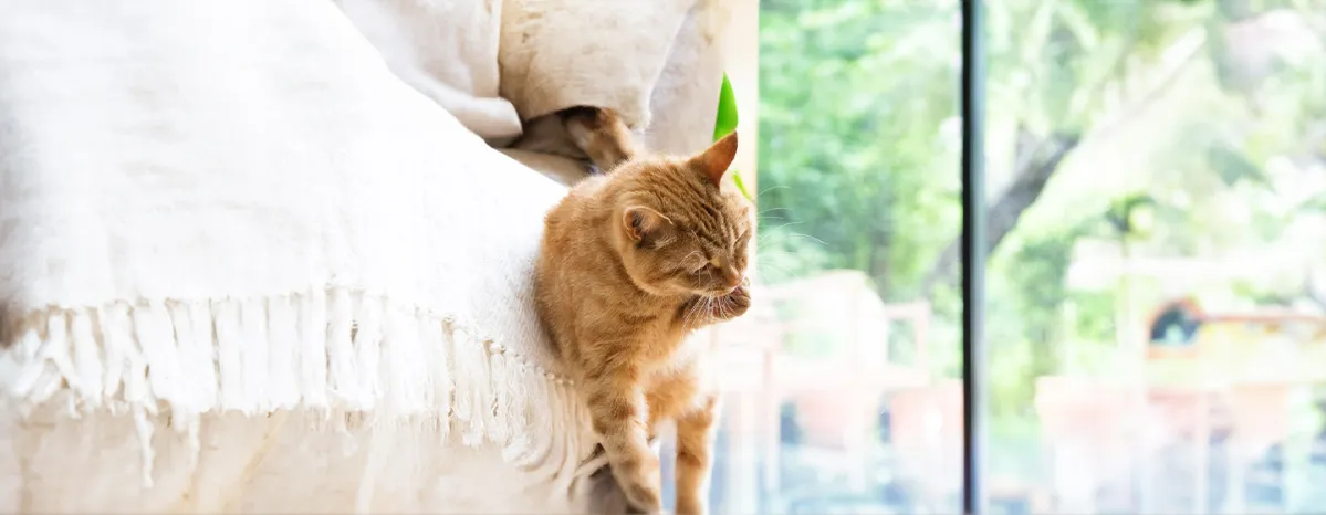 Cat Overgrooming: Causes and Treatment