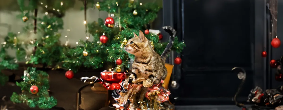 Christmas Safety for Cats