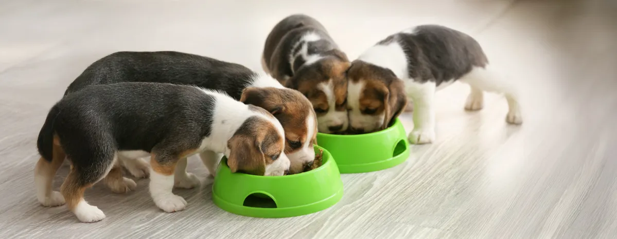 Feeding Your Puppy 