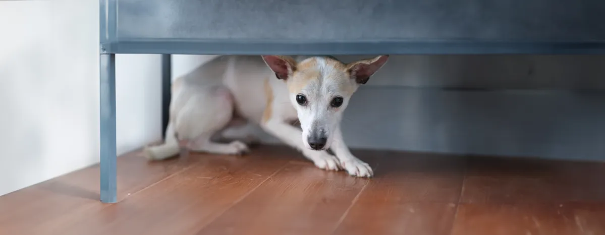 Helping a Scared Dog